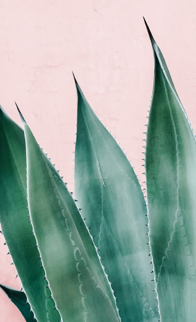 A native Florida plant